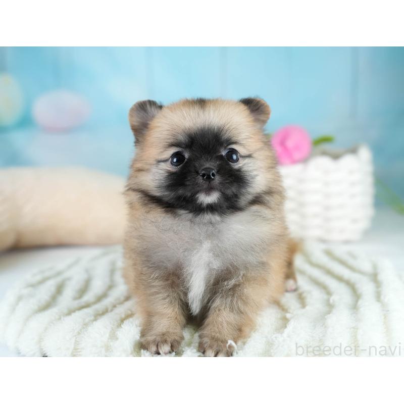 販売中の埼玉県のポメチワ:ポメラニアン×チワワ-431444の5枚目