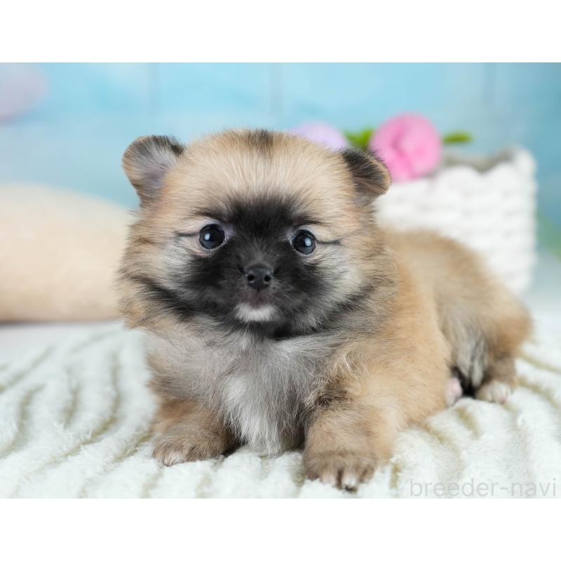 販売中の埼玉県のポメチワ:ポメラニアン×チワワ-431444の4枚目