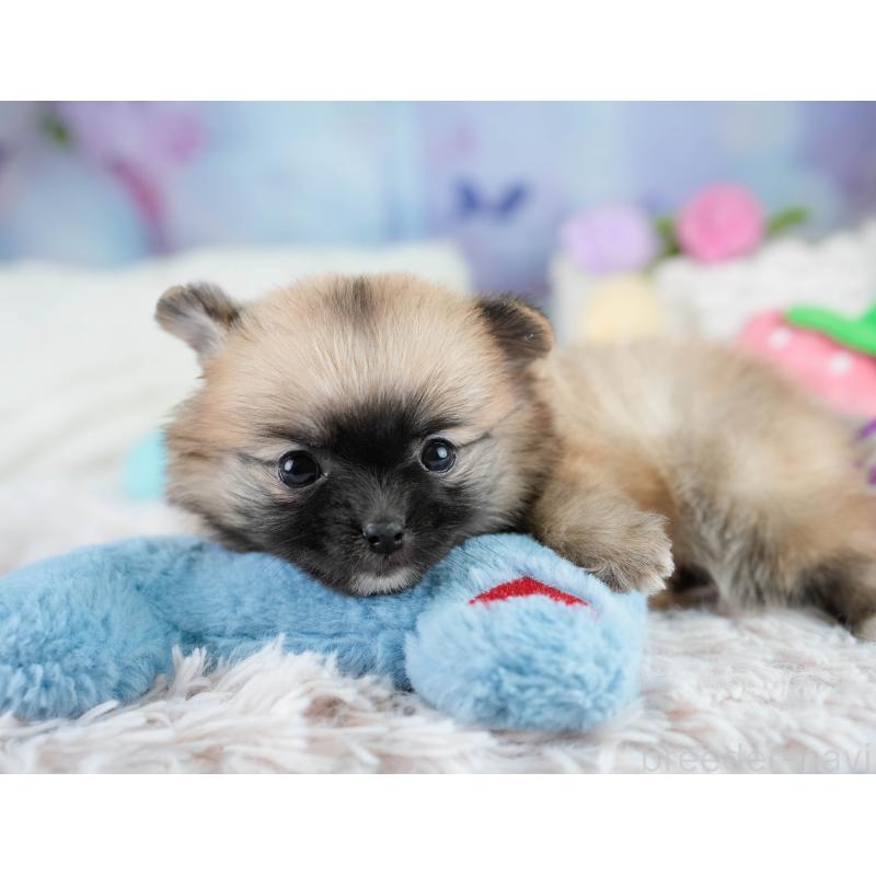 販売中の埼玉県のポメチワ:ポメラニアン×チワワ-431444の3枚目