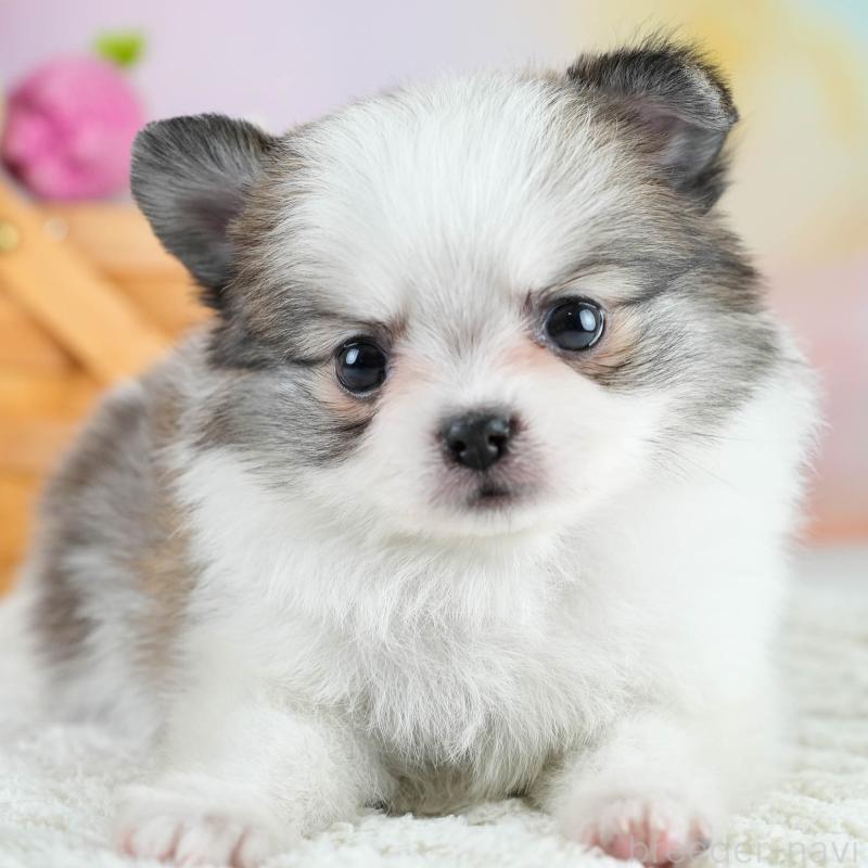 販売中の埼玉県のポメチワ:ポメラニアン×チワワ-431441