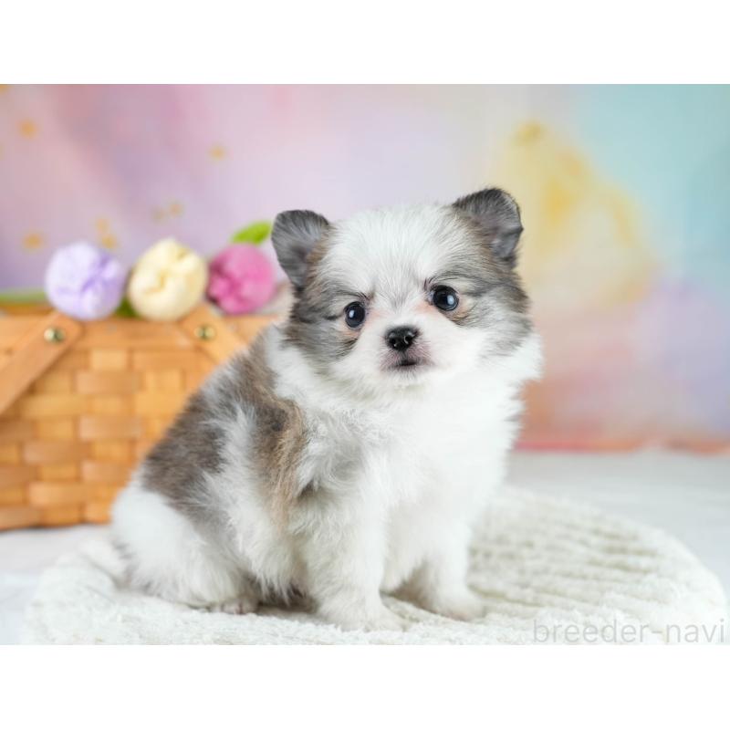 販売中の埼玉県のポメチワ:ポメラニアン×チワワ-431441の10枚目