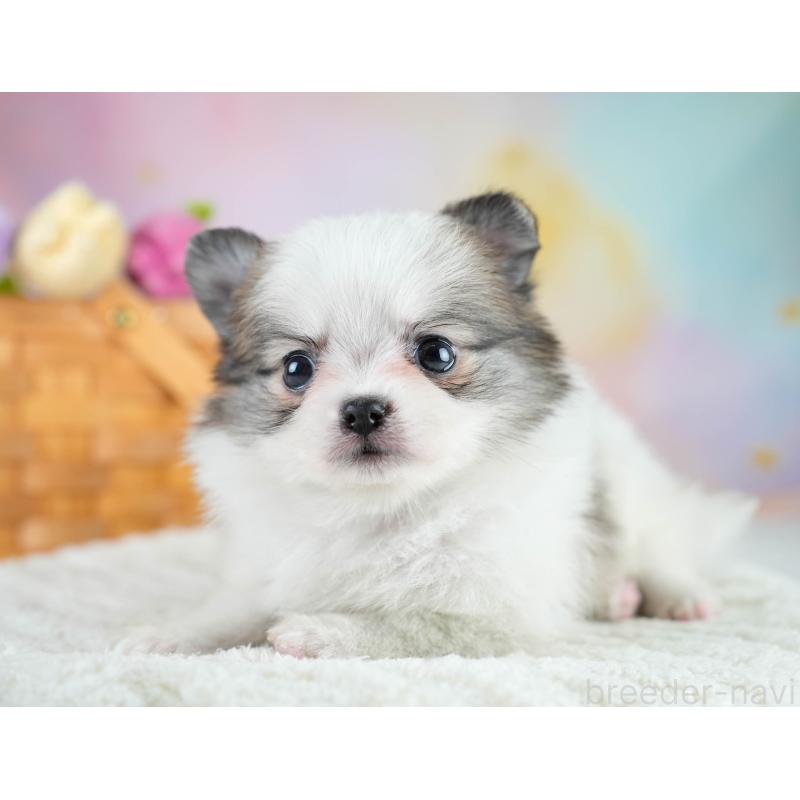 販売中の埼玉県のポメチワ:ポメラニアン×チワワ-431441の9枚目