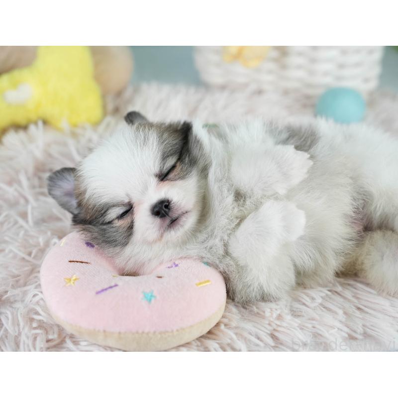 販売中の埼玉県のポメチワ:ポメラニアン×チワワ-431441の8枚目