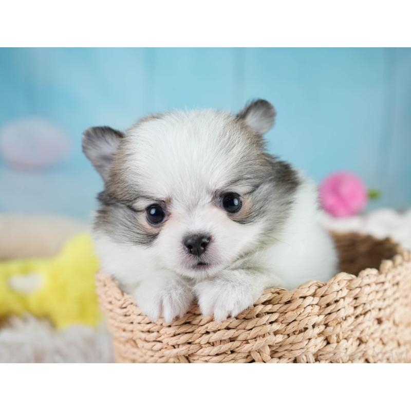 販売中の埼玉県のポメチワ:ポメラニアン×チワワ-431441の6枚目