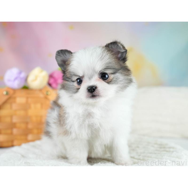 販売中の埼玉県のポメチワ:ポメラニアン×チワワ-431441の5枚目