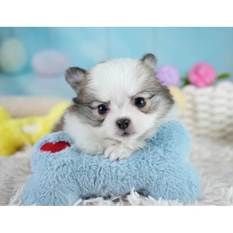 販売中の埼玉県のポメチワ:ポメラニアン×チワワ-431441の4枚目