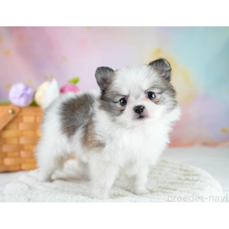 販売中の埼玉県のポメチワ:ポメラニアン×チワワ-431441の3枚目