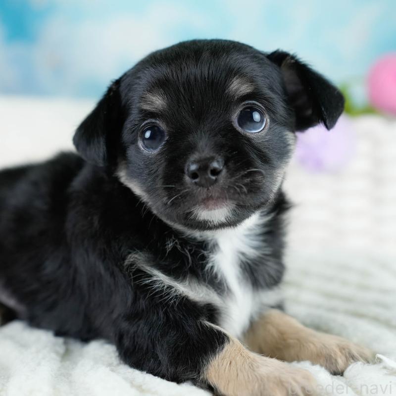 販売中の埼玉県のチワワ(ロングコート)-431437