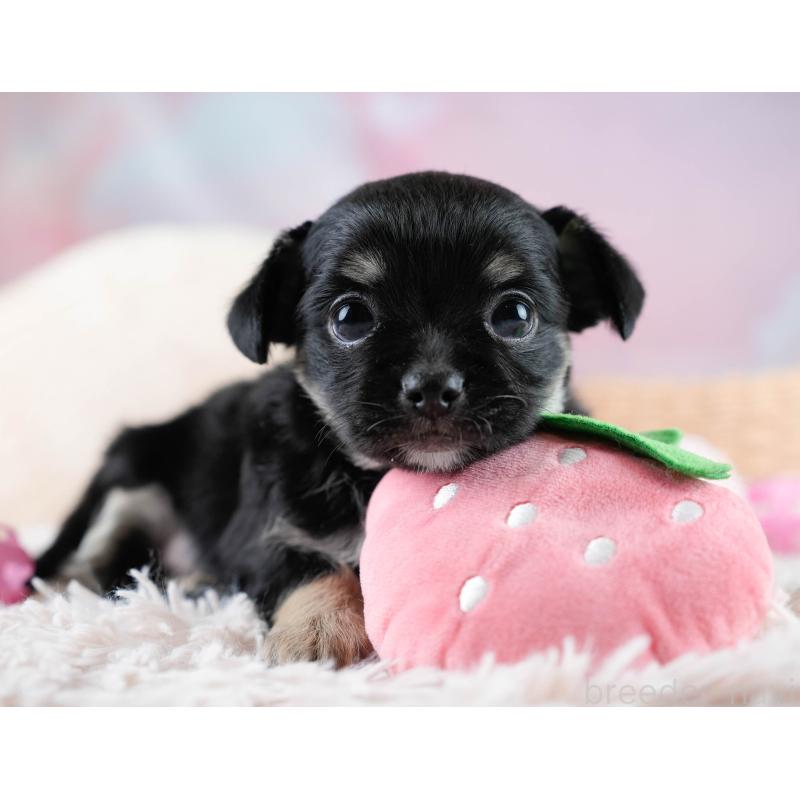 販売中の埼玉県のチワワ(ロングコート)-431437の11枚目