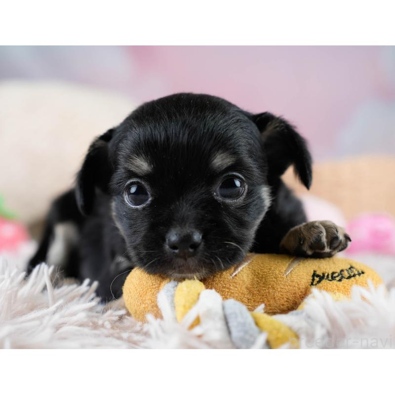 販売中の埼玉県のチワワ(ロングコート)-431437の10枚目