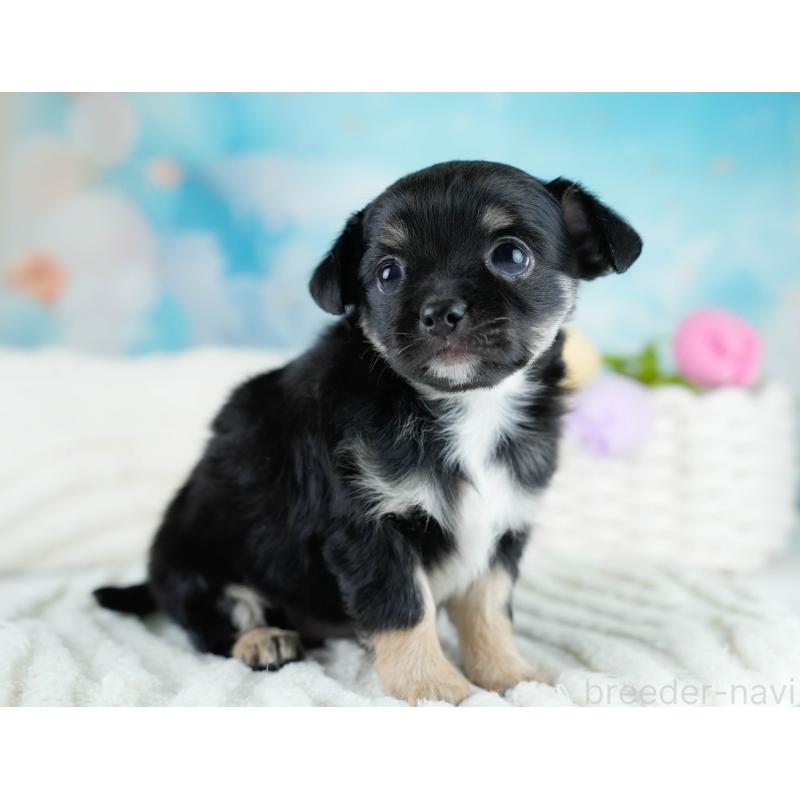 販売中の埼玉県のチワワ(ロングコート)-431437の9枚目