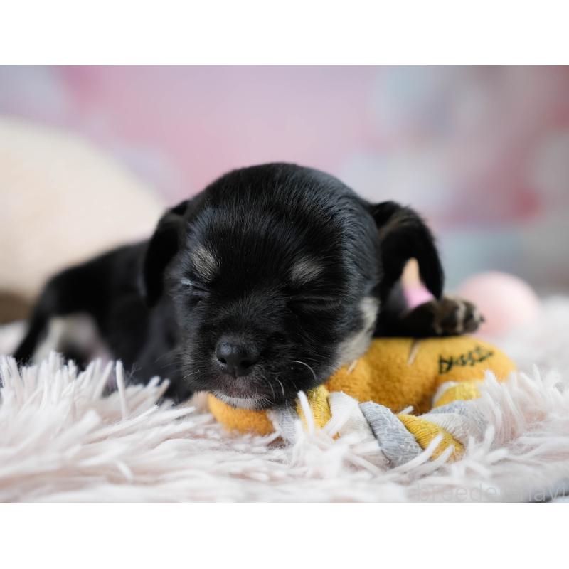 販売中の埼玉県のチワワ(ロングコート)-431437の7枚目