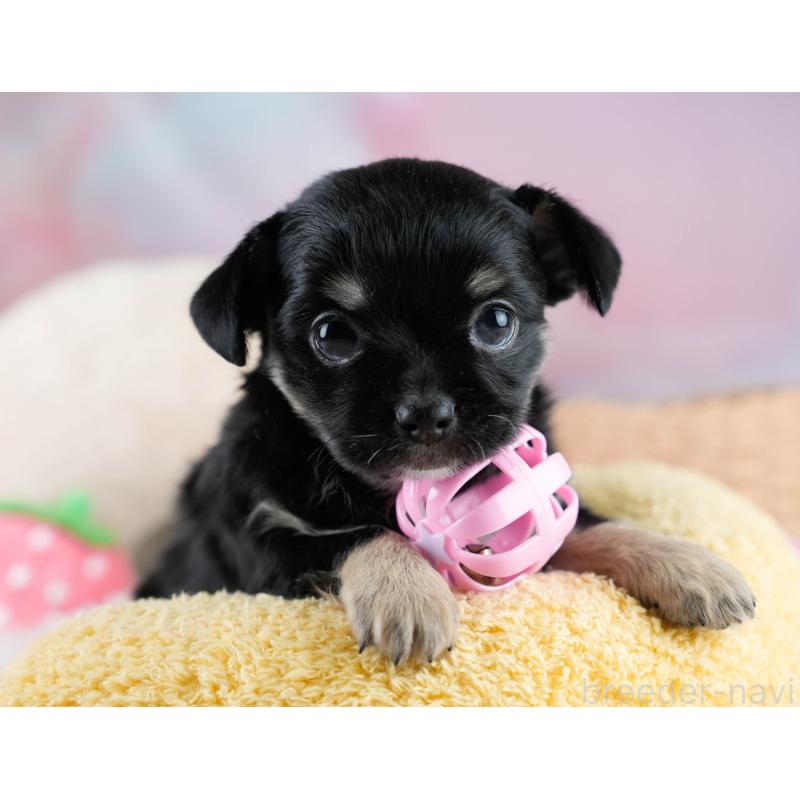 販売中の埼玉県のチワワ(ロングコート)-431437の6枚目