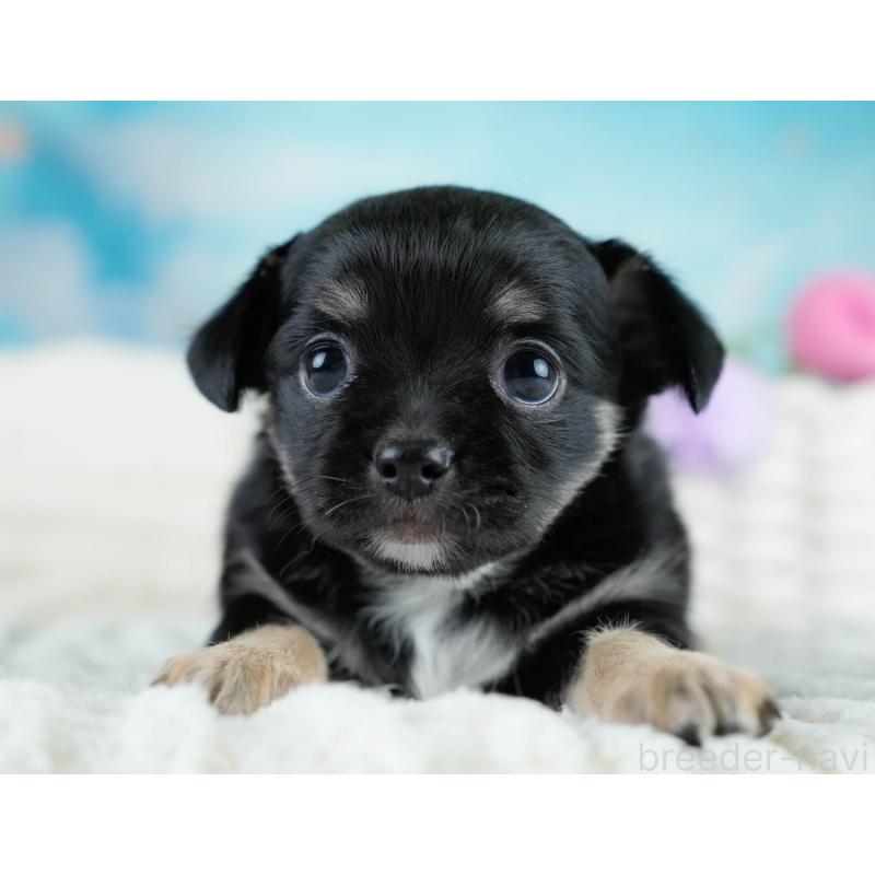 販売中の埼玉県のチワワ(ロングコート)-431437の5枚目