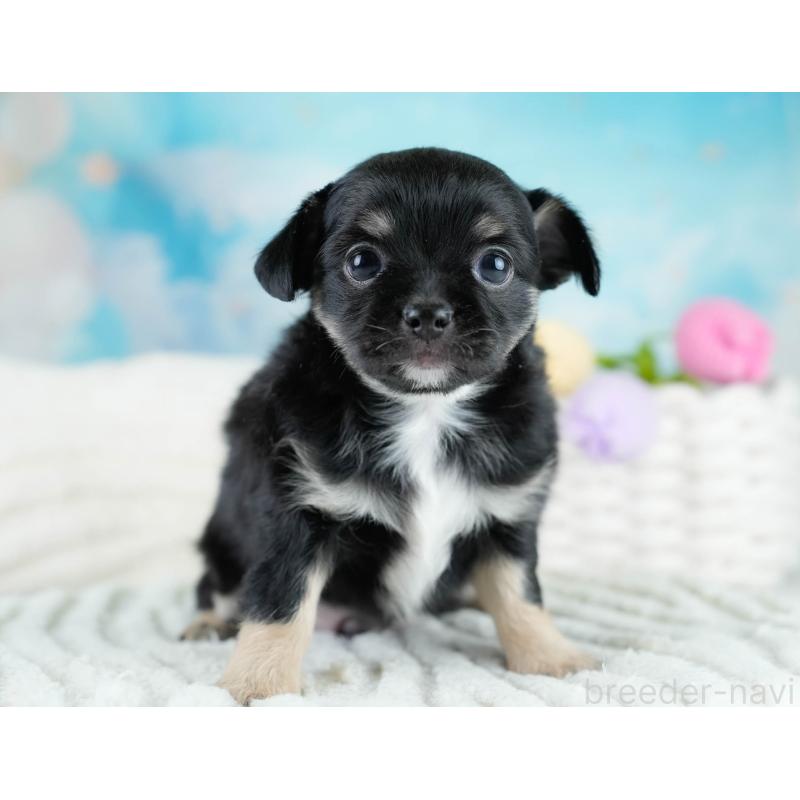 販売中の埼玉県のチワワ(ロングコート)-431437の4枚目