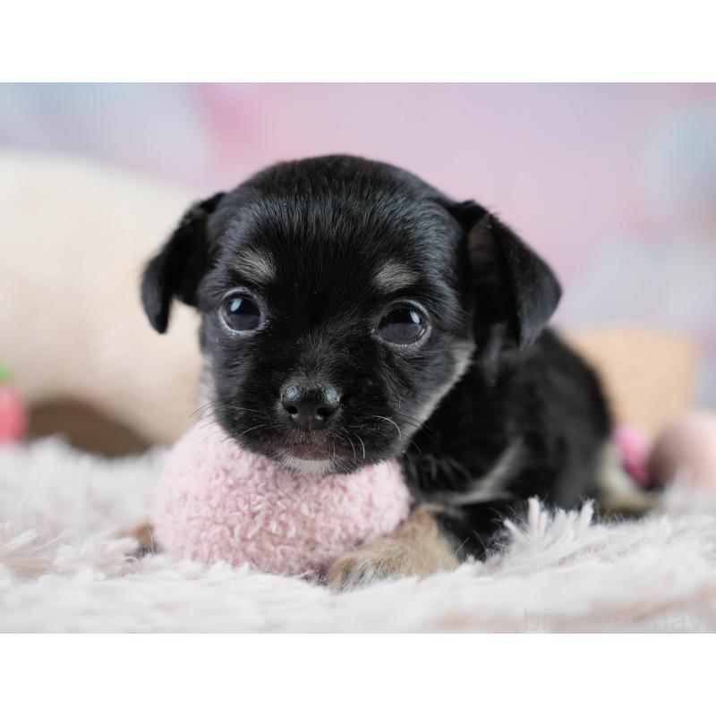 販売中の埼玉県のチワワ(ロングコート)-431437の3枚目