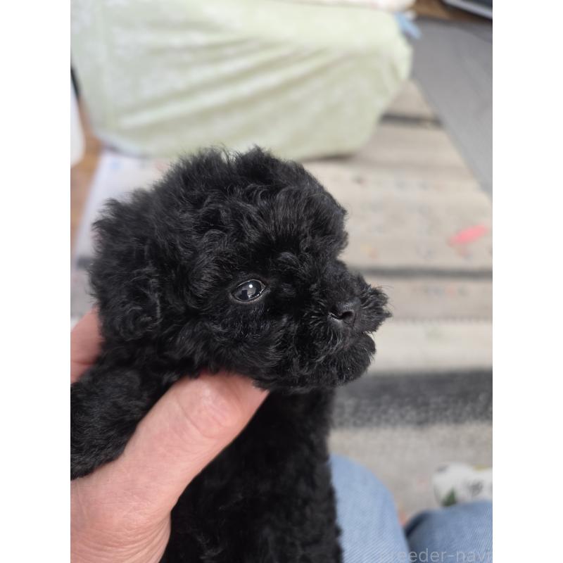 販売中の埼玉県のティーカッププードル-431344の10枚目