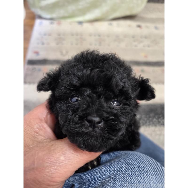 販売中の埼玉県のティーカッププードル-431344の9枚目