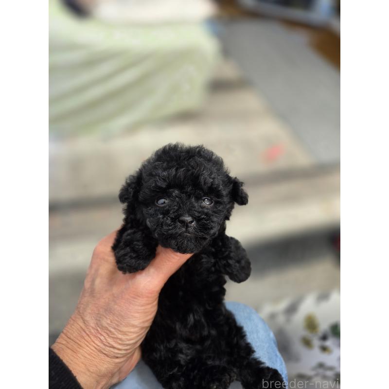 販売中の埼玉県のティーカッププードル-431344の8枚目