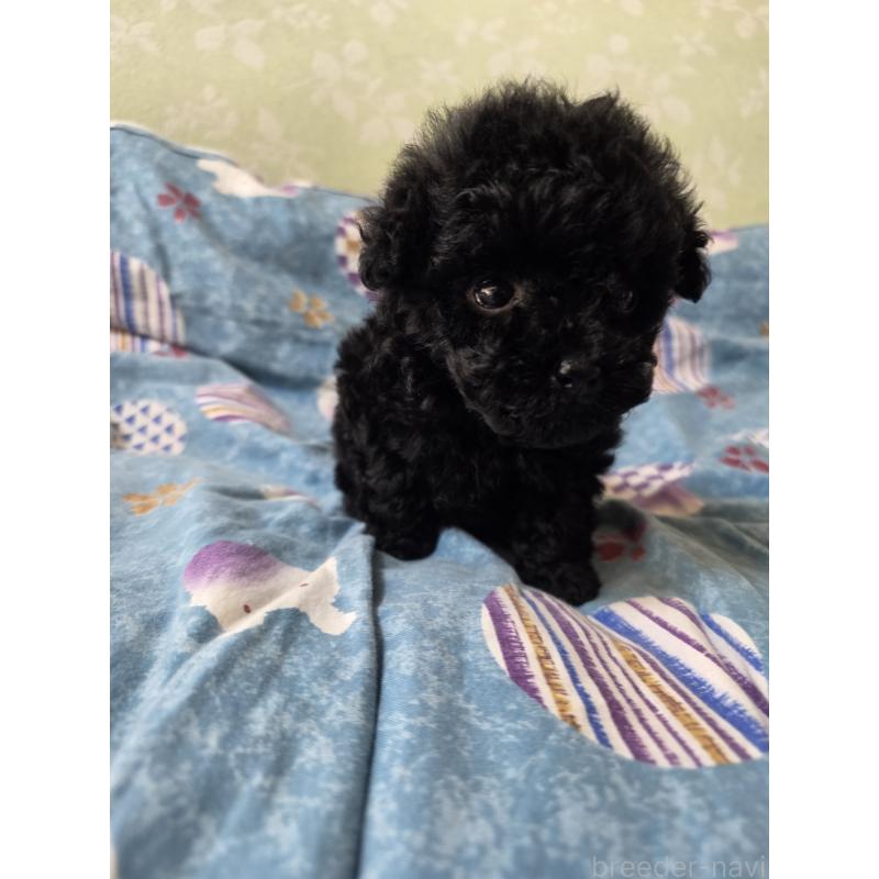 販売中の埼玉県のティーカッププードル-431344の7枚目