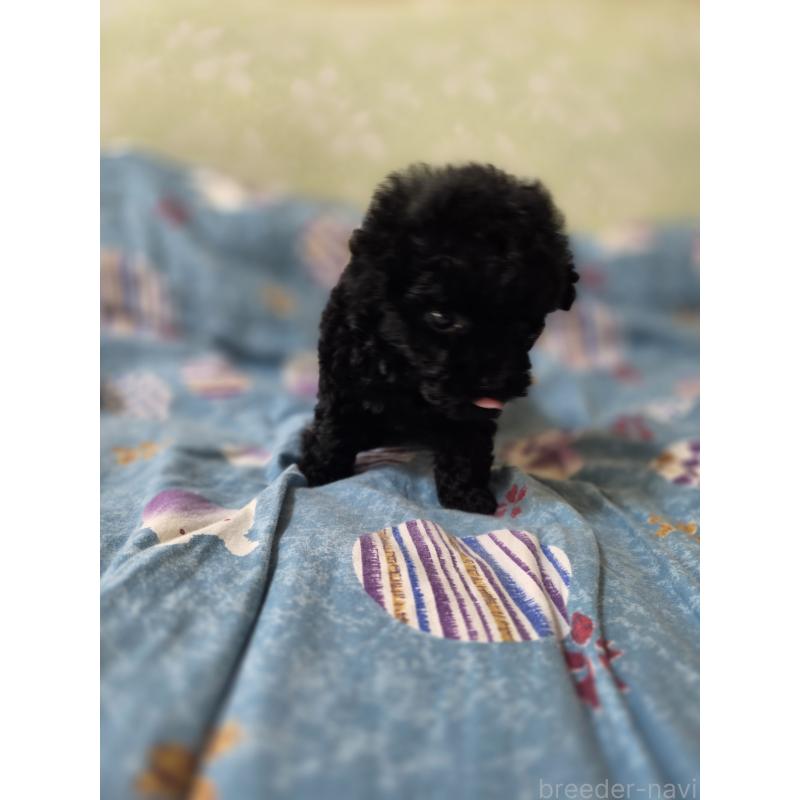 販売中の埼玉県のティーカッププードル-431344の6枚目