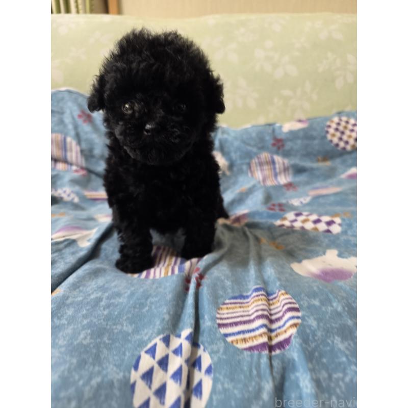 販売中の埼玉県のティーカッププードル-431344の5枚目