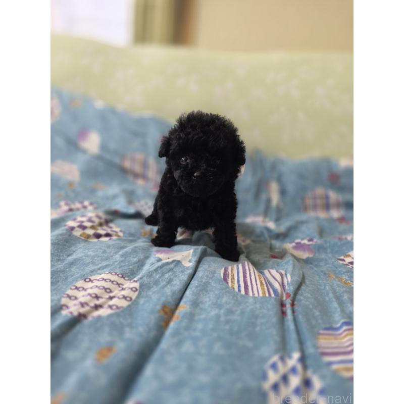 販売中の埼玉県のティーカッププードル-431344の4枚目