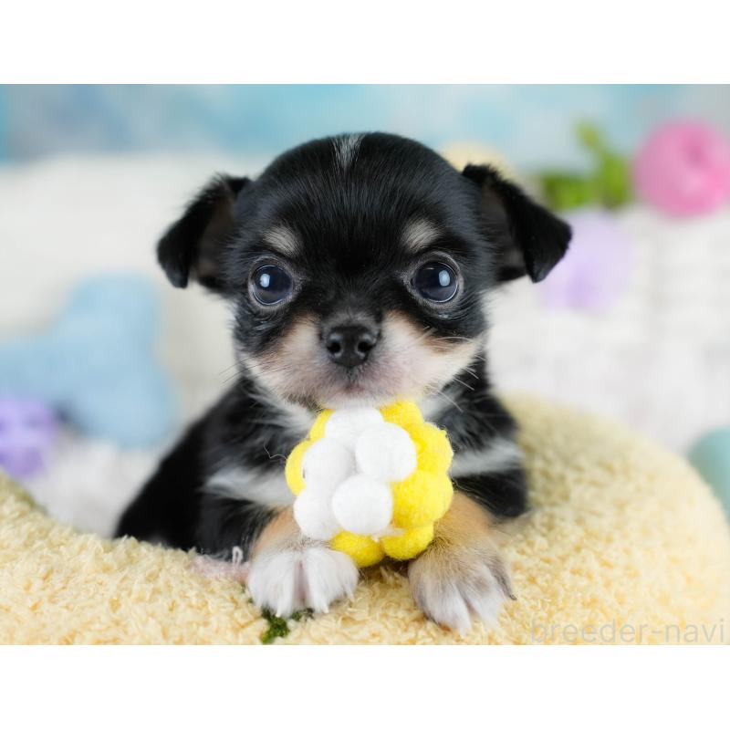 販売中の埼玉県のチワワ(ロングコート)-431436の11枚目