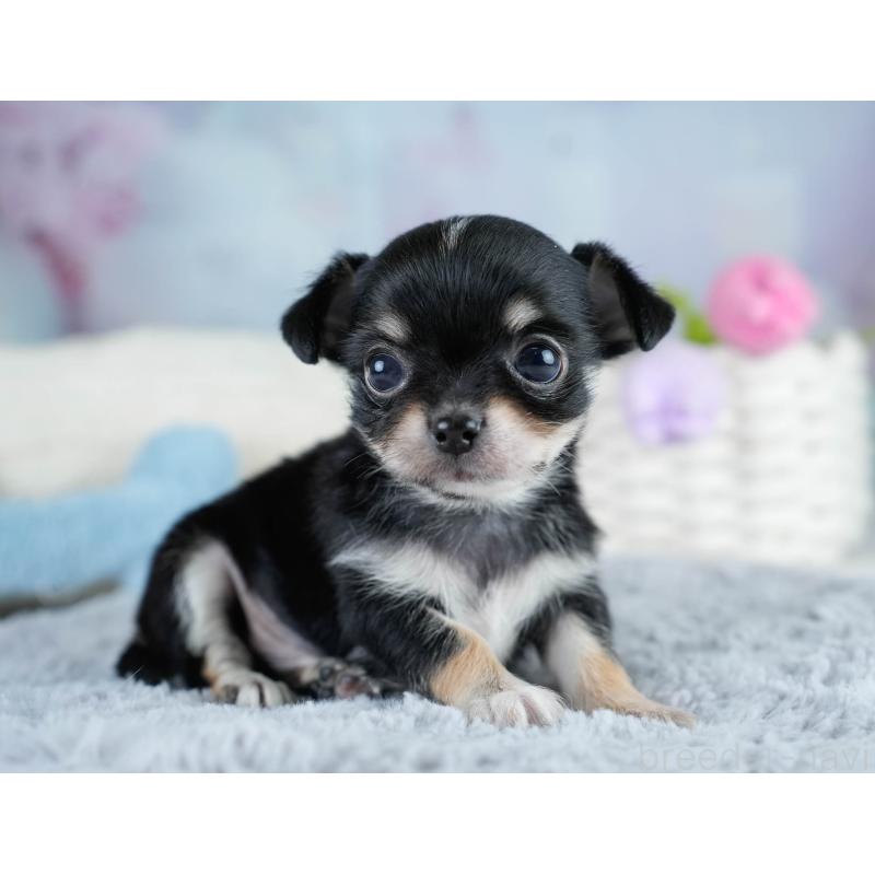 販売中の埼玉県のチワワ(ロングコート)-431436の10枚目