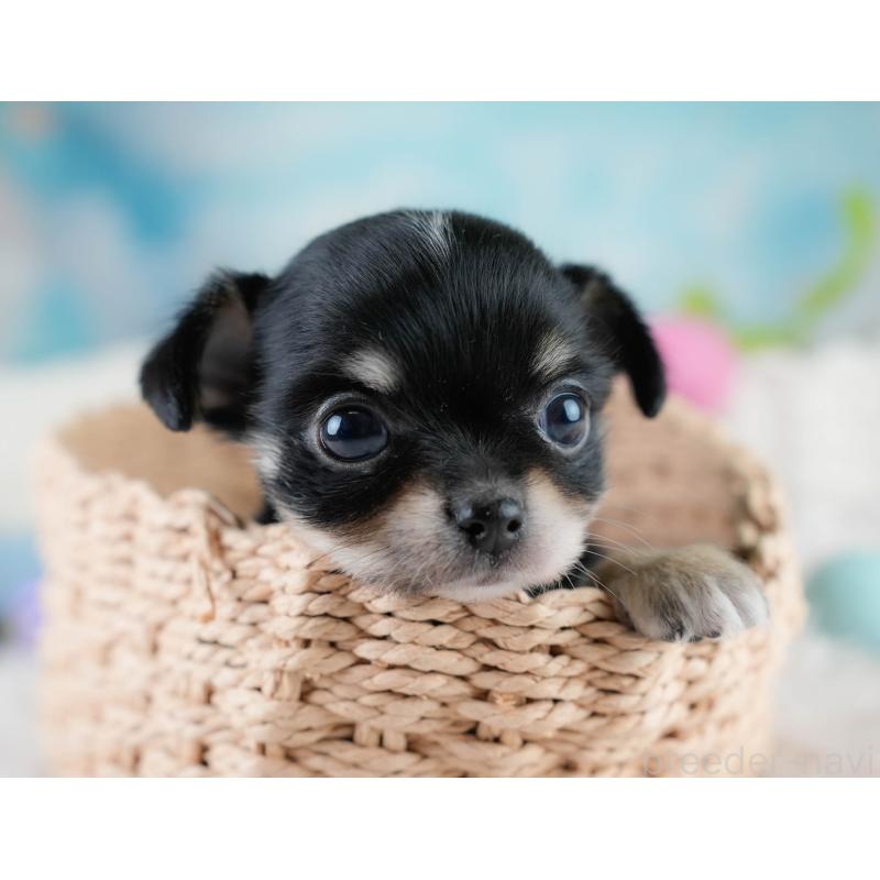 販売中の埼玉県のチワワ(ロングコート)-431436の9枚目