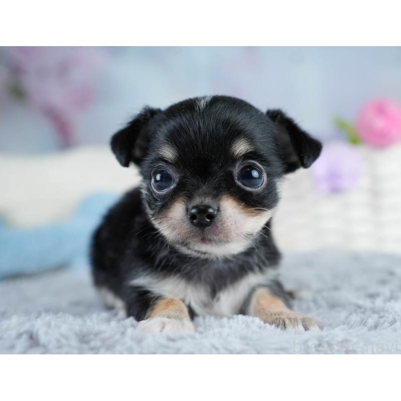 販売中の埼玉県のチワワ(ロングコート)-431436の8枚目