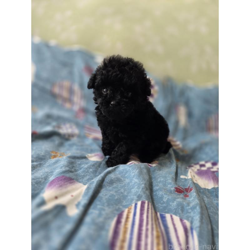 販売中の埼玉県のティーカッププードル-431344の3枚目