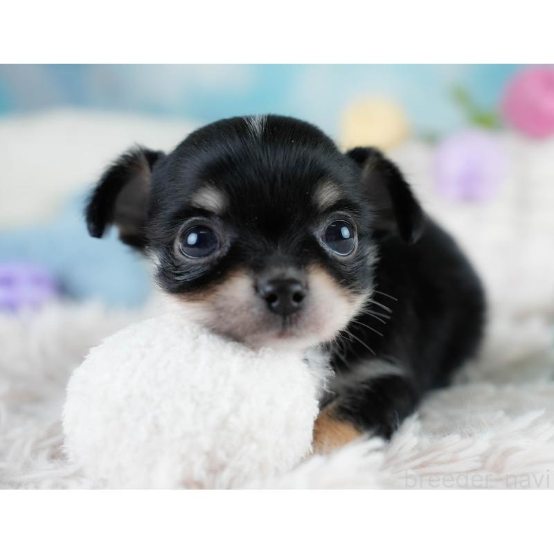 販売中の埼玉県のチワワ(ロングコート)-431436の7枚目