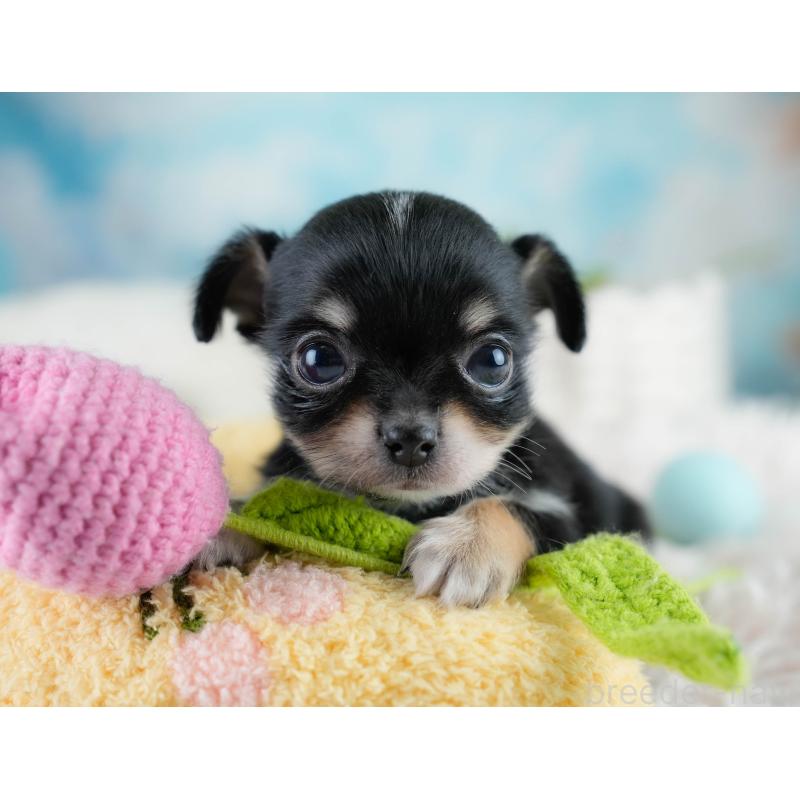 販売中の埼玉県のチワワ(ロングコート)-431436の6枚目