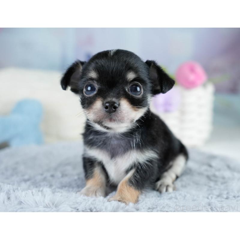 販売中の埼玉県のチワワ(ロングコート)-431436の5枚目