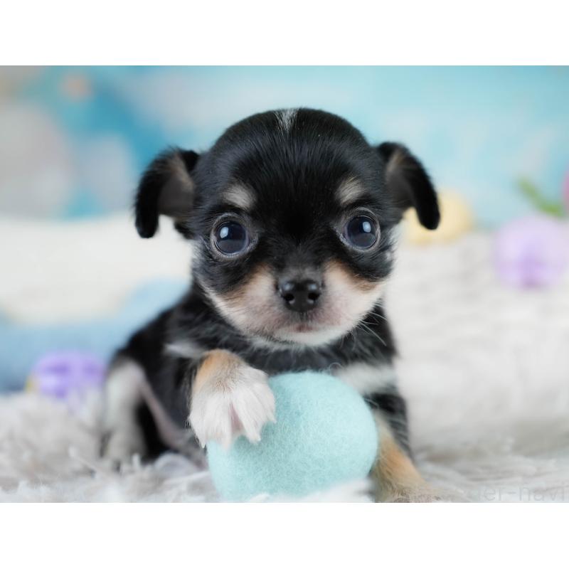 販売中の埼玉県のチワワ(ロングコート)-431436の4枚目