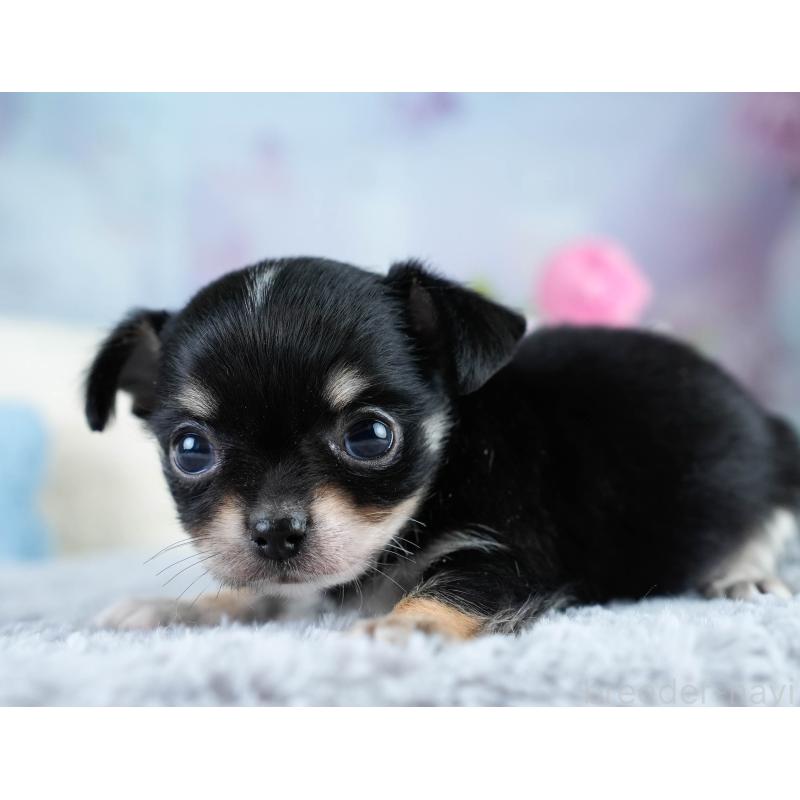 販売中の埼玉県のチワワ(ロングコート)-431436の3枚目