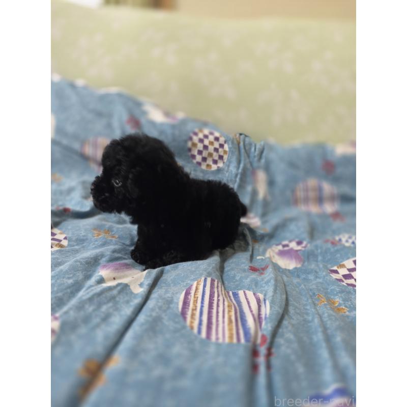 販売中の埼玉県のティーカッププードル-431344の2枚目