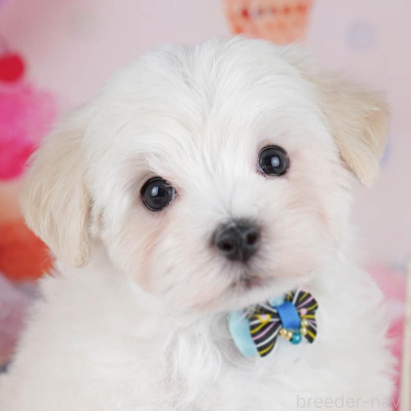 販売中の千葉県のマルプー:マルチーズ×トイプードル-431614の11枚目