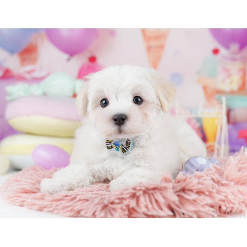 販売中の千葉県のマルプー:マルチーズ×トイプードル-431614の10枚目