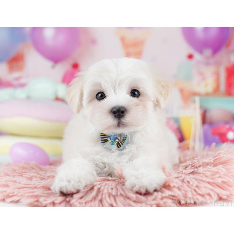 販売中の千葉県のマルプー:マルチーズ×トイプードル-431614の9枚目