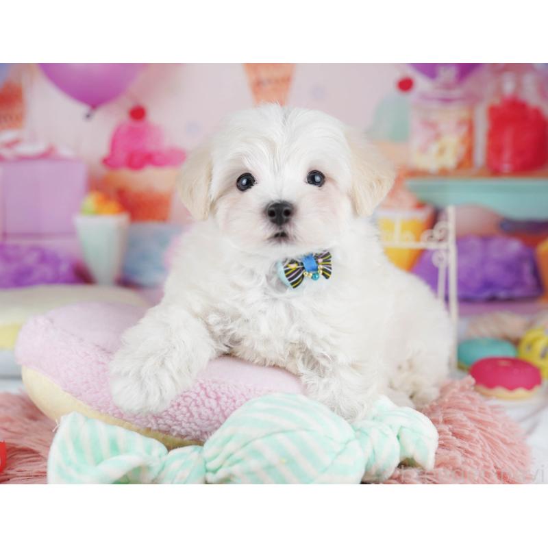 販売中の千葉県のマルプー:マルチーズ×トイプードル-431614の8枚目