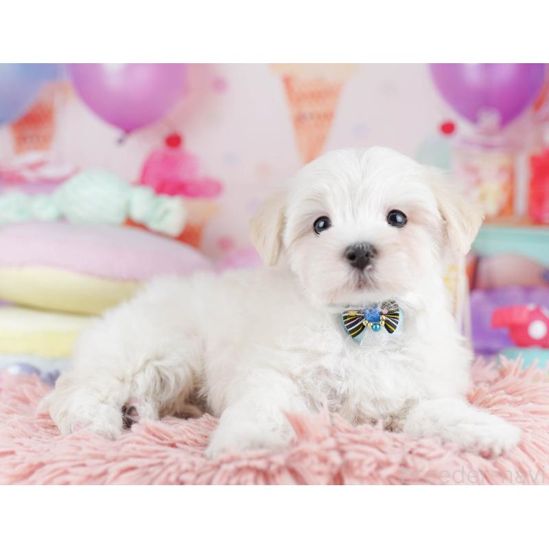 販売中の千葉県のマルプー:マルチーズ×トイプードル-431614の7枚目