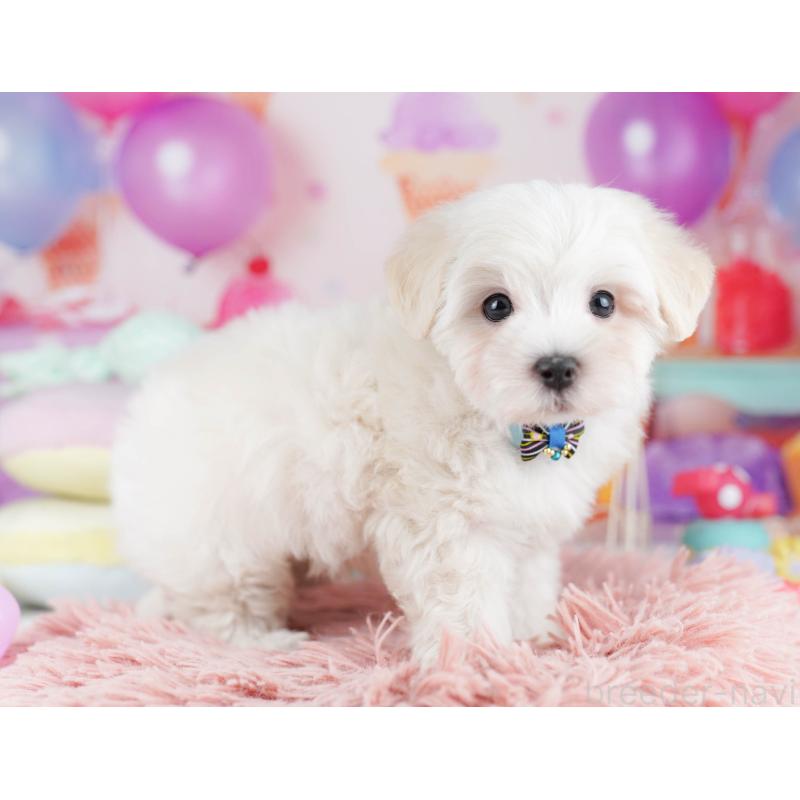 販売中の千葉県のマルプー:マルチーズ×トイプードル-431614の6枚目