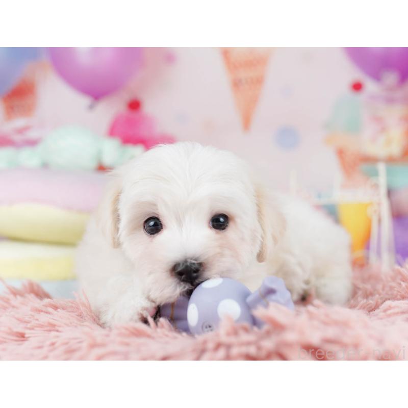 販売中の千葉県のマルプー:マルチーズ×トイプードル-431614の5枚目