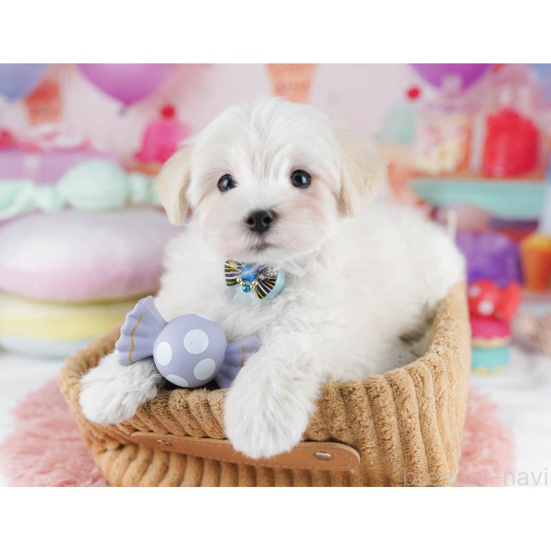 販売中の千葉県のマルプー:マルチーズ×トイプードル-431614