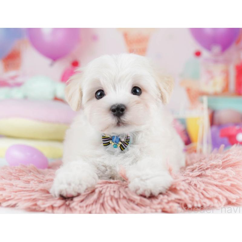 販売中の千葉県のマルプー:マルチーズ×トイプードル-431614の4枚目