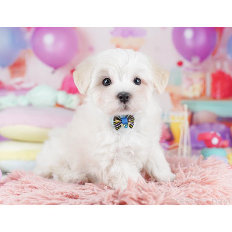 販売中の千葉県のマルプー:マルチーズ×トイプードル-431614の3枚目