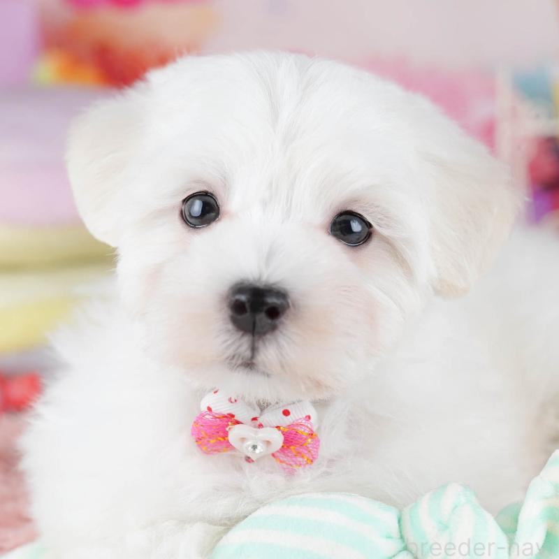 販売中の千葉県のマルプー:マルチーズ×トイプードル-431613の11枚目