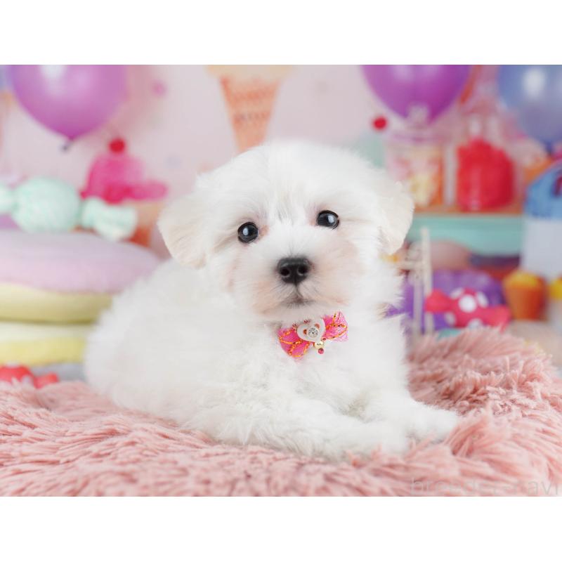 販売中の千葉県のマルプー:マルチーズ×トイプードル-431613の10枚目